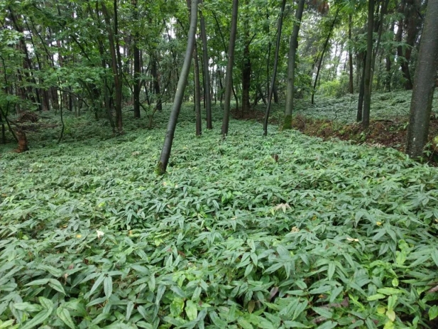 1743489923732075171.jpg 4.jpg